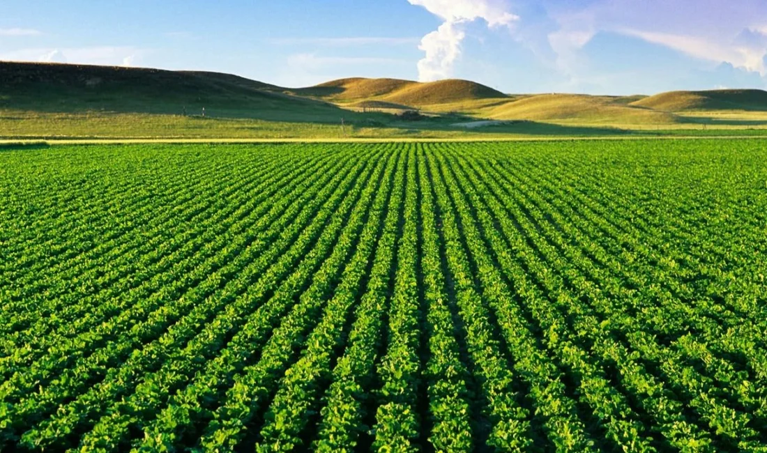 TÜİK’ten tarımda büyük veri hamlesi: Sayım seferberliği başladı ANKARA – BHA Bitkisel ve hayvansal üretim yapan tüm tarımsal