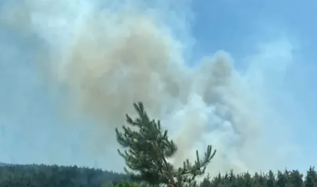 Çanakkale’nin merkez ilçesine bağlı Kepez beldesinde, Dardanos mevkisindeki ormanlık alanda