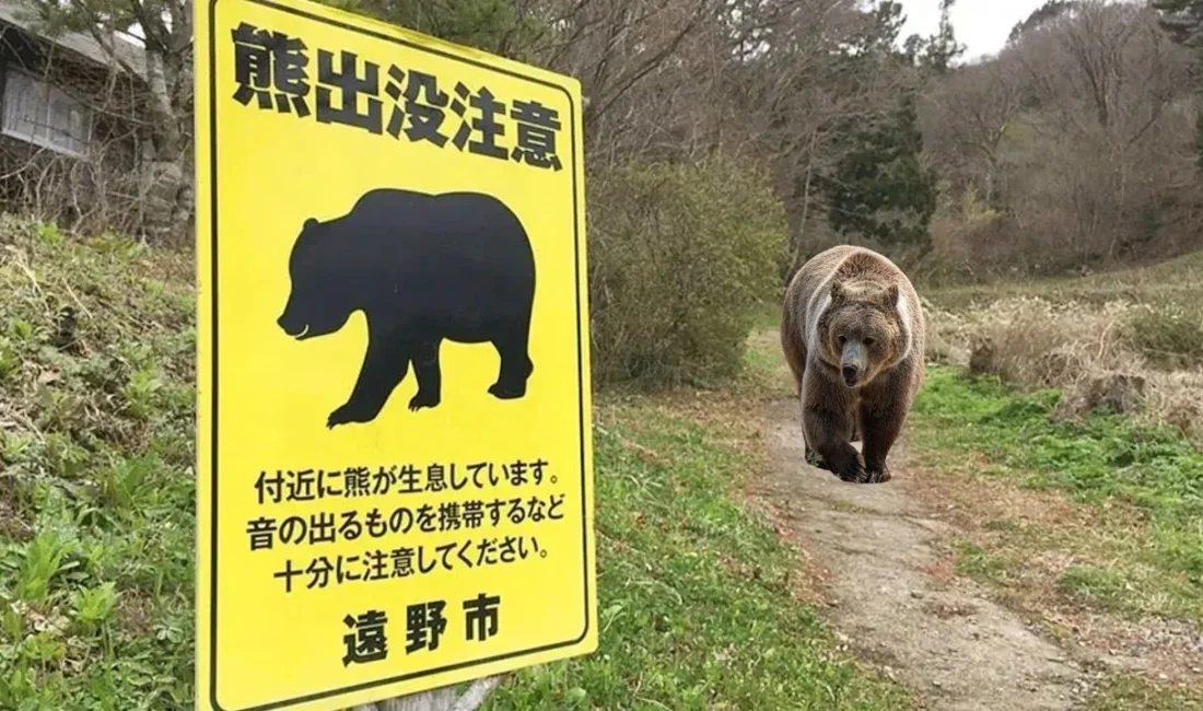 Japonya, artan ayı saldırıları nedeniyle belediyelerin acil durumlarda vahşi hayvanları