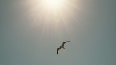 22 Ağustos’tan itibaren etkisini artıran sıcak hava dalgasında Güneydoğu’da 45