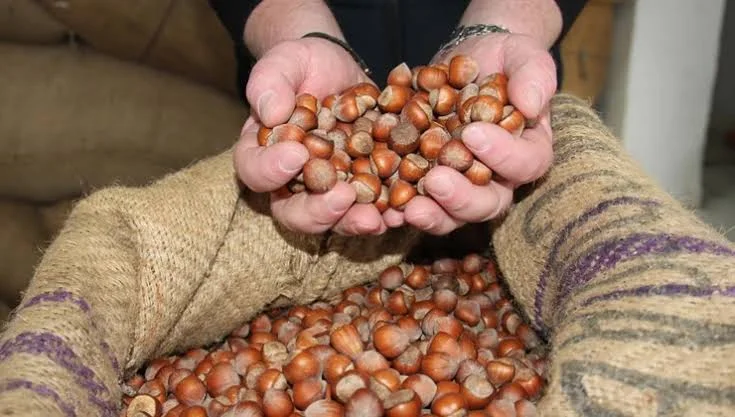 Karadeniz bölgesi başta olmak üzere bir çok şehrin ortak tarım