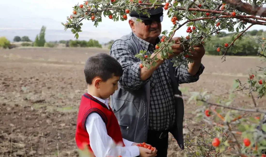 Aksaray Güzelyurt'ta 70 yaşındaki Duran Meler, babasından öğrendiği alıç toplama